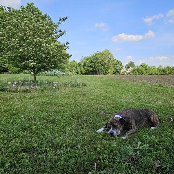 Napping in the Front Yard